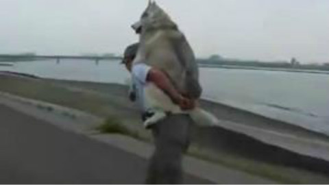在日本有位主人嫌弃自己家的哈士奇长得过于肥胖,所以夏天经常带二哈去海边散步,结果...